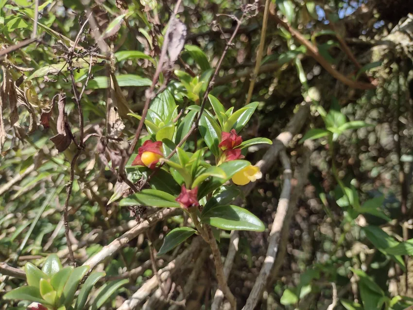 nematanthus australis plant showing characteristic features
