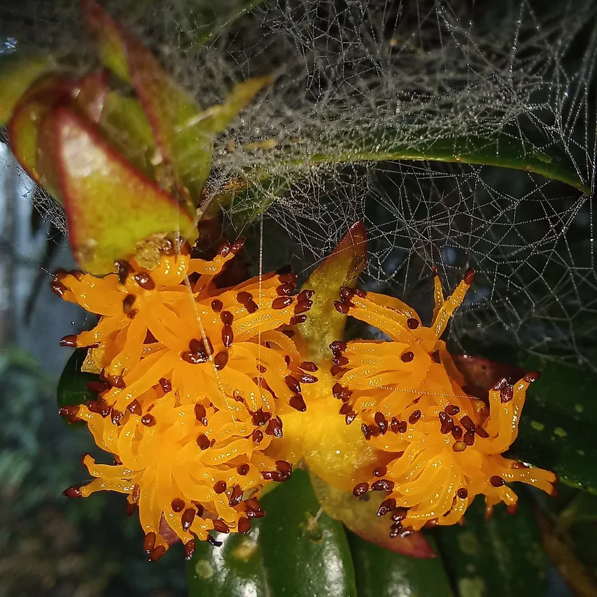nematanthus australis plant showing characteristic features