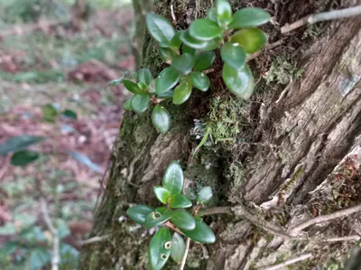thumbnail nematanthus australis