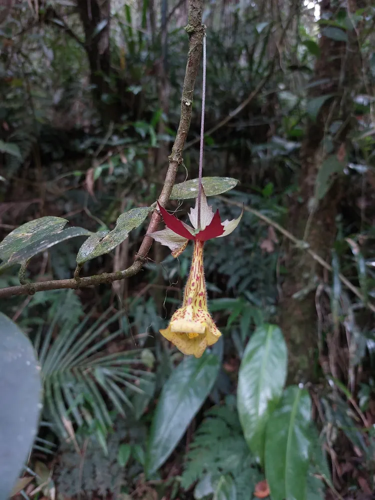 nematanthus brasiliensis plant showing characteristic features