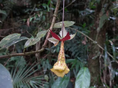 thumbnail nematanthus brasiliensis