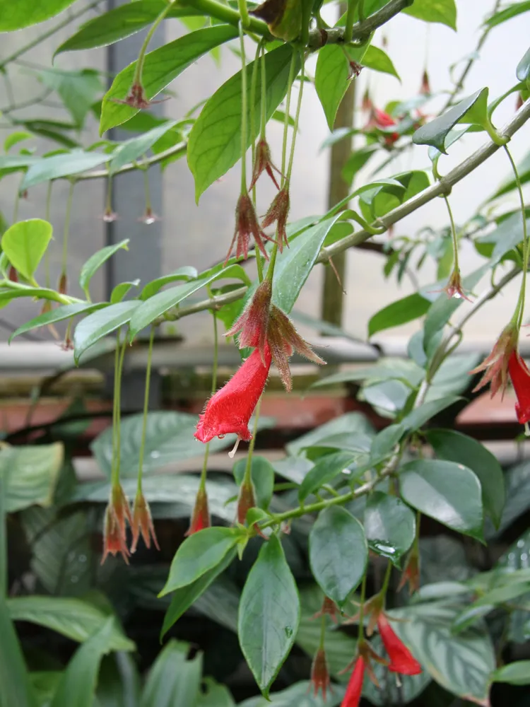 nematanthus crassifolius plant showing characteristic features