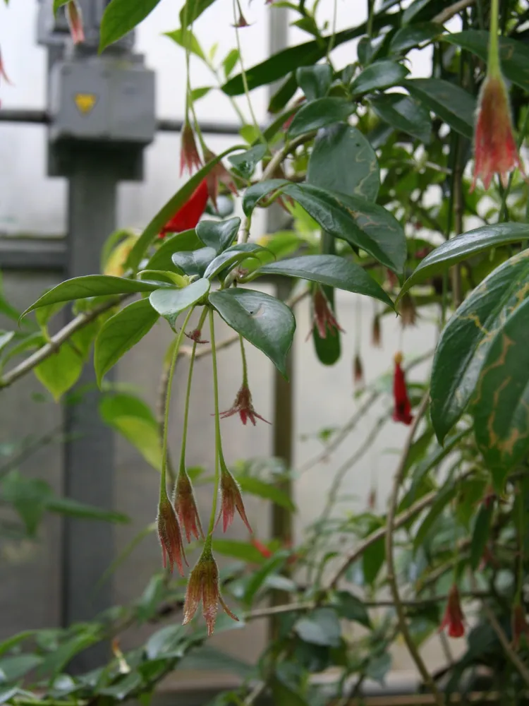 nematanthus crassifolius plant showing characteristic features