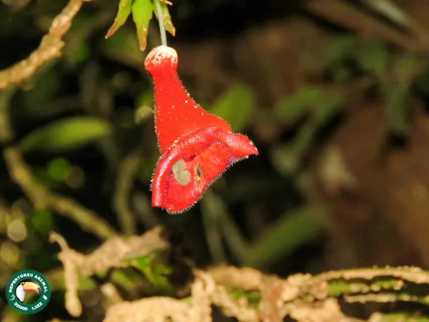 nematanthus crassifolius plant showing characteristic features