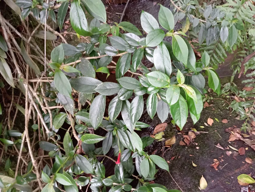 nematanthus crassifolius plant showing characteristic features