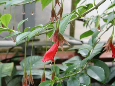 thumbnail nematanthus crassifolius