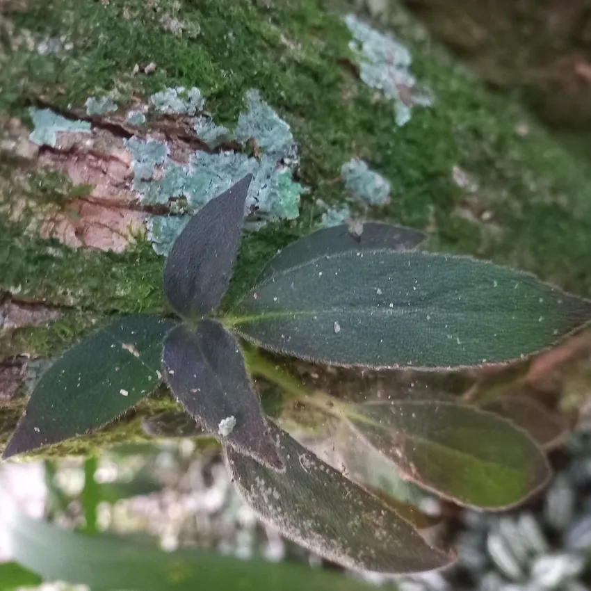 nematanthus fissus plant showing characteristic features