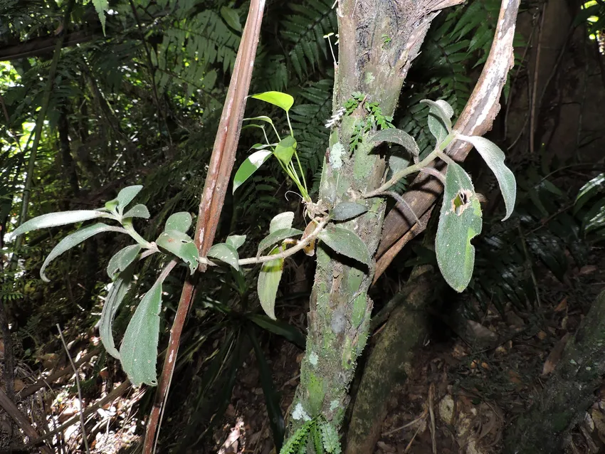 nematanthus fissus plant showing characteristic features