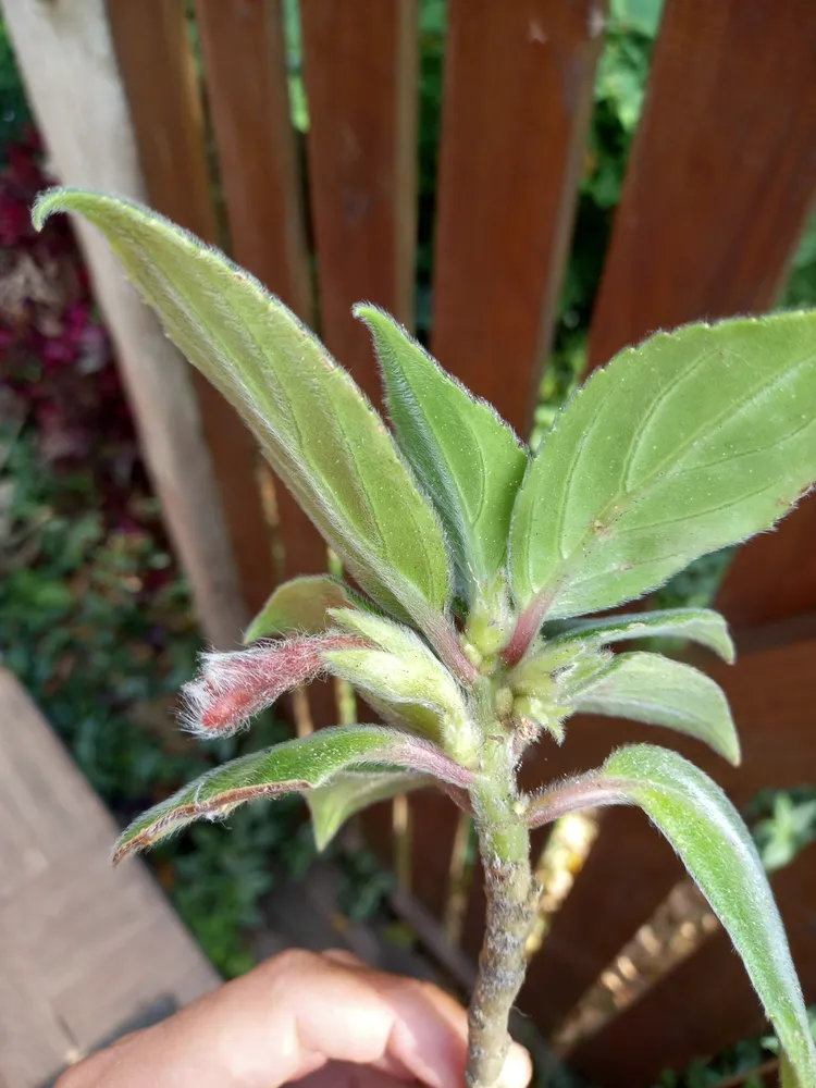 nematanthus fissus plant showing characteristic features