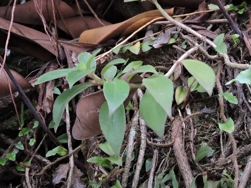 nematanthus fissus plant showing characteristic features