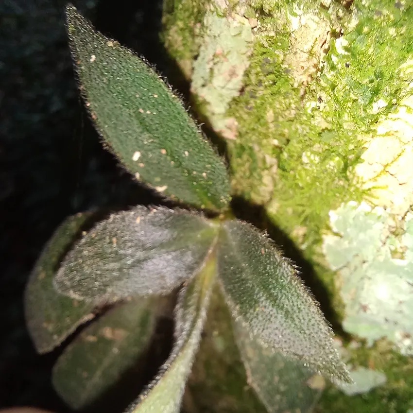 nematanthus fissus plant showing characteristic features