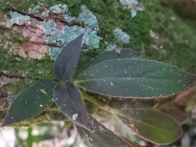 thumbnail nematanthus fissus