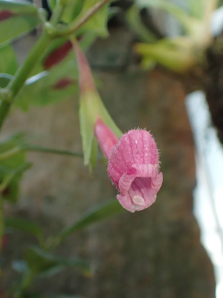 nematanthus fritschii plant showing characteristic features