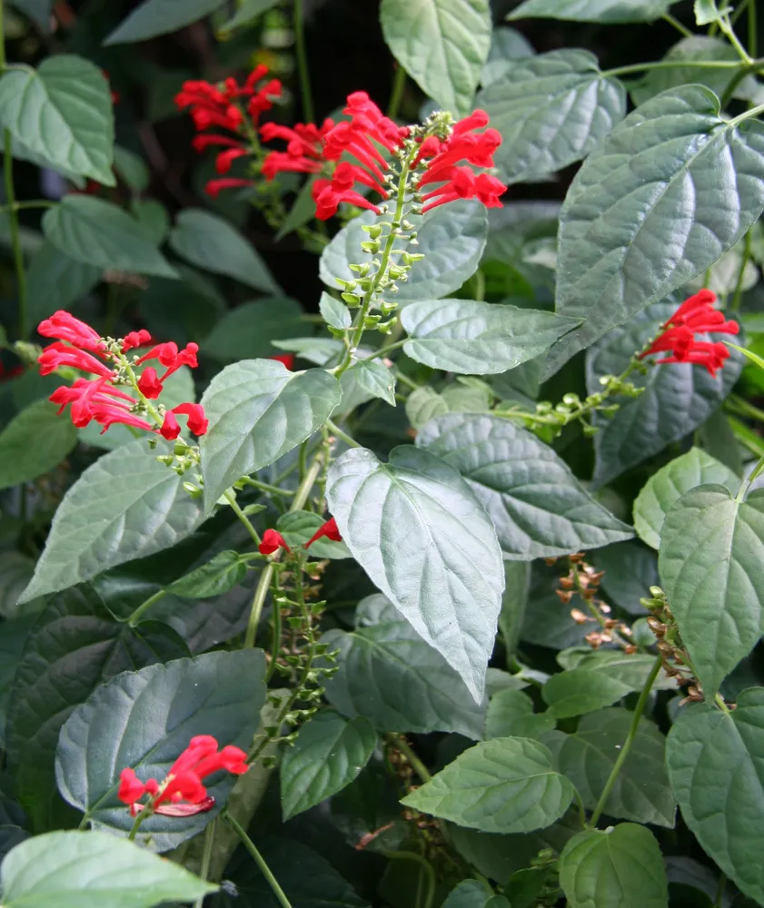 nematanthus fritschii plant showing characteristic features