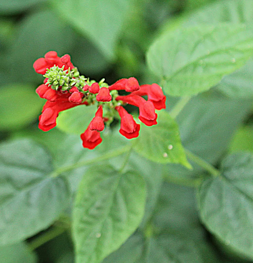 nematanthus fritschii plant showing characteristic features