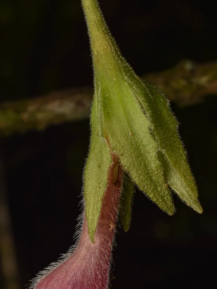 nematanthus fritschii plant showing characteristic features