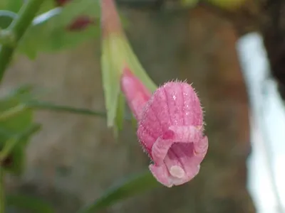 thumbnail nematanthus fritschii