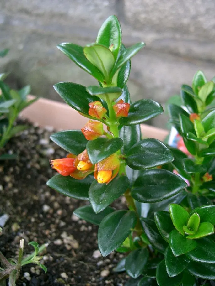 nematanthus gregarius plant showing characteristic features