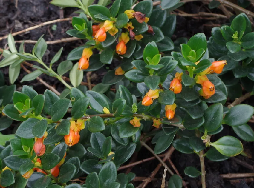 nematanthus gregarius plant showing characteristic features