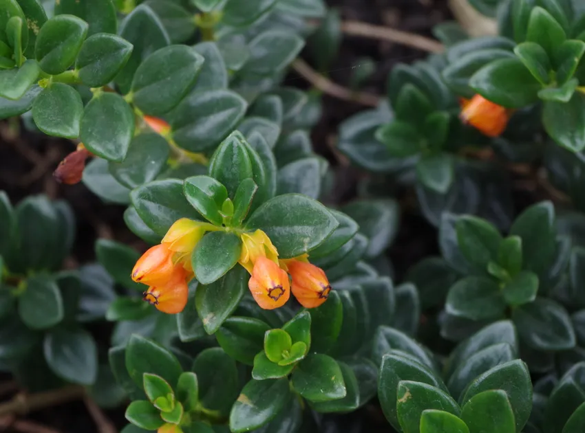 nematanthus gregarius plant showing characteristic features