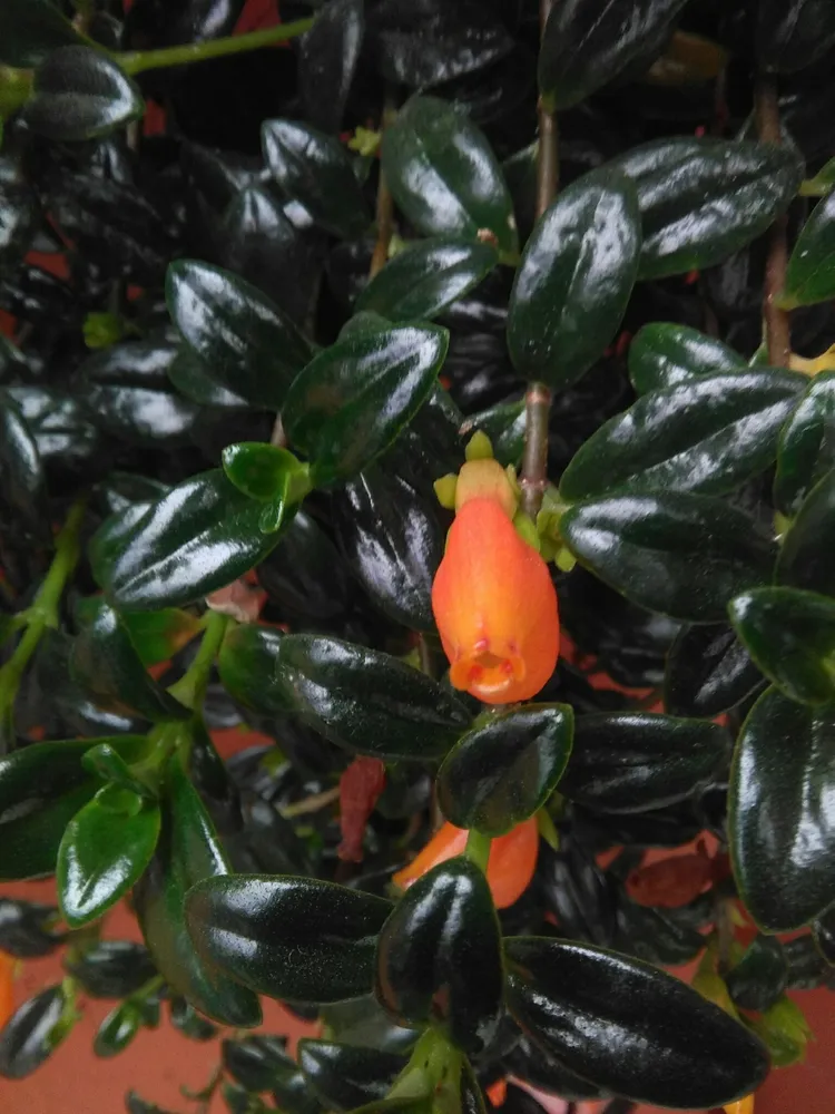 nematanthus gregarius plant showing characteristic features