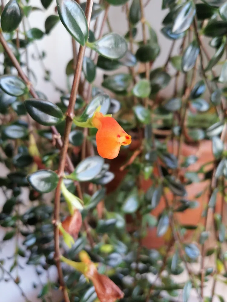 nematanthus gregarius plant showing characteristic features