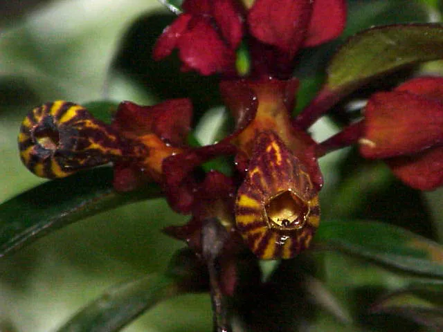 nematanthus strigillosus plant showing characteristic features