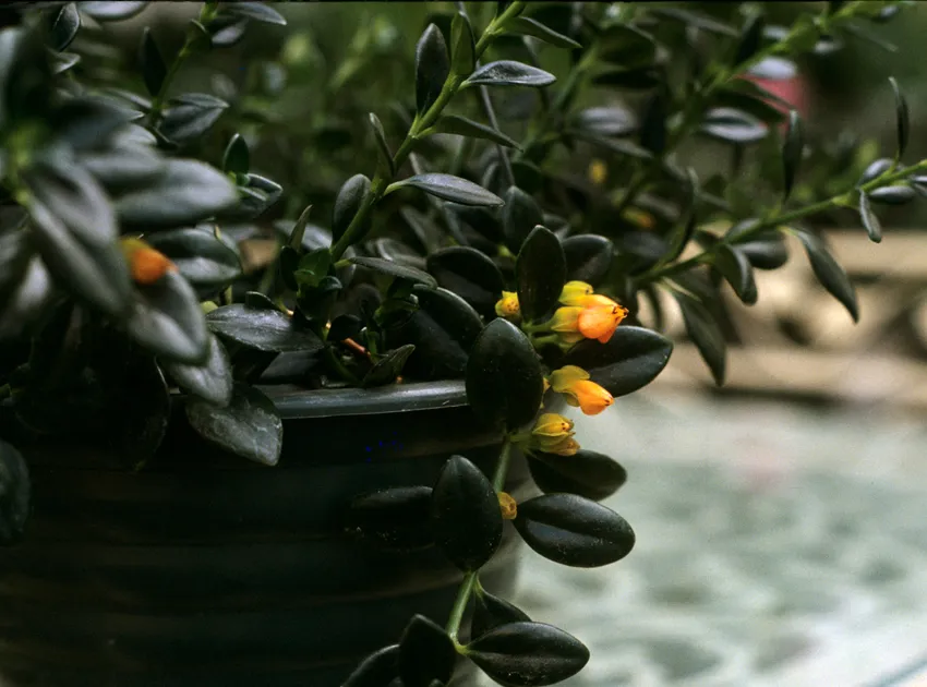 nematanthus strigillosus plant showing characteristic features