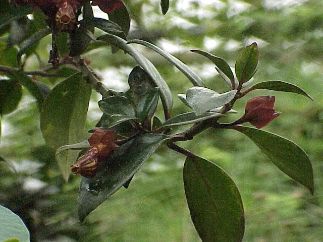nematanthus strigillosus plant showing characteristic features