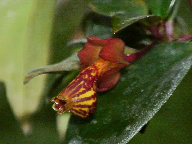 nematanthus strigillosus plant showing characteristic features