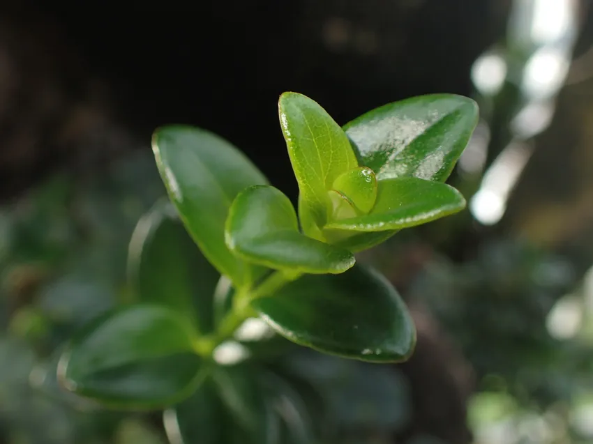 nematanthus strigillosus plant showing characteristic features