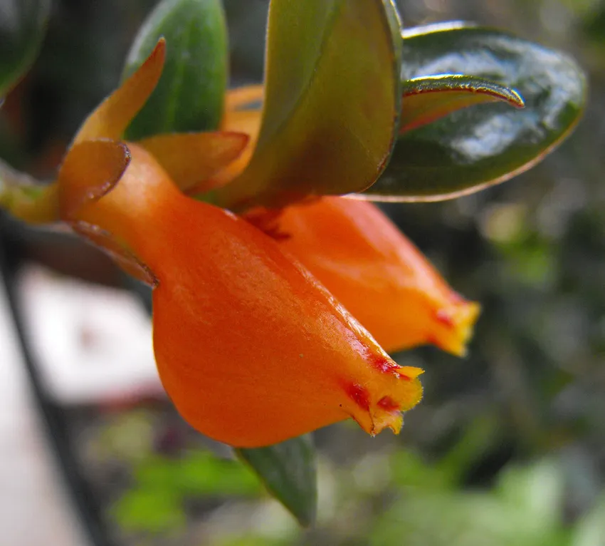 nematanthus wettsteinii plant showing characteristic features