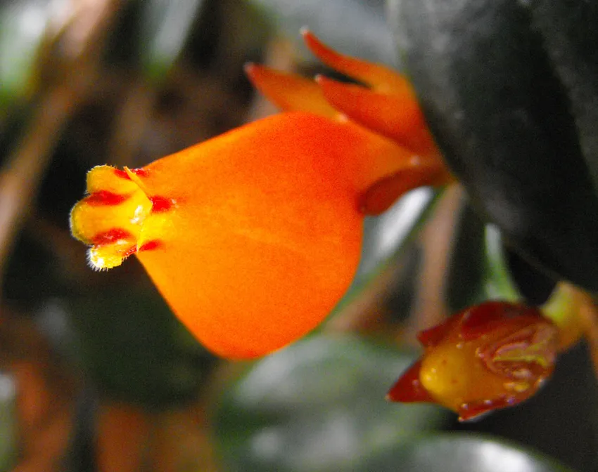 nematanthus wettsteinii plant showing characteristic features