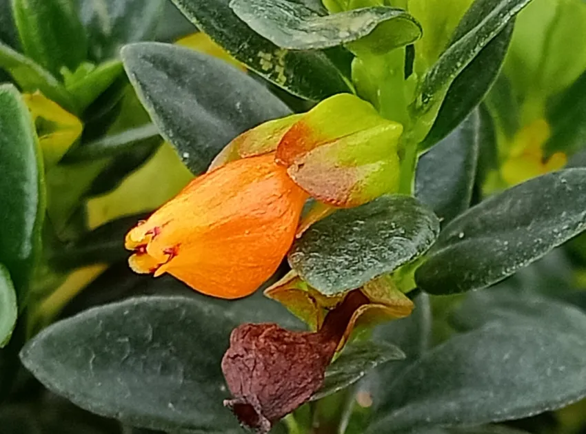 nematanthus wettsteinii plant showing characteristic features