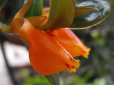 thumbnail nematanthus wettsteinii