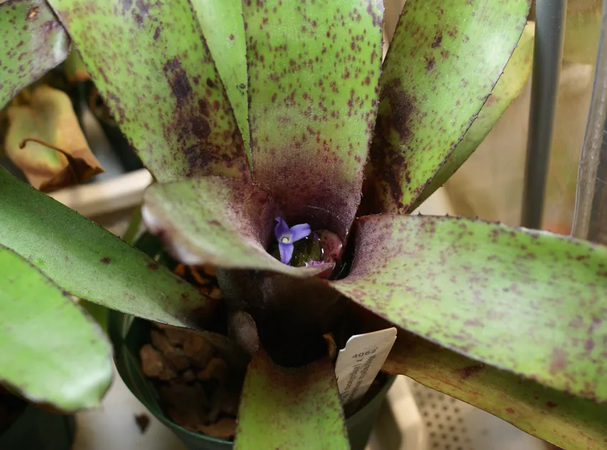 neoregelia ampullacea plant showing characteristic features