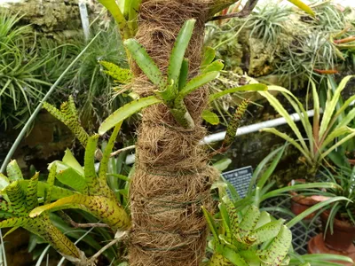 thumbnail neoregelia ampullacea
