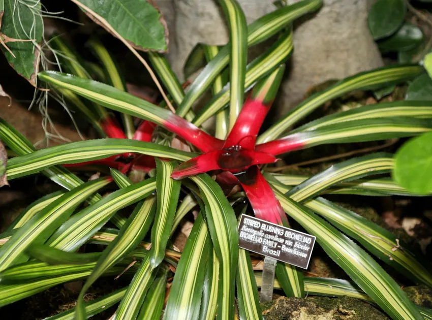 neoregelia carolinae plant showing characteristic features