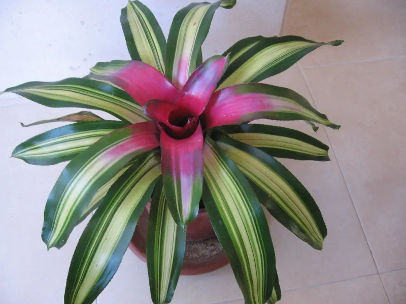 neoregelia carolinae plant showing characteristic features
