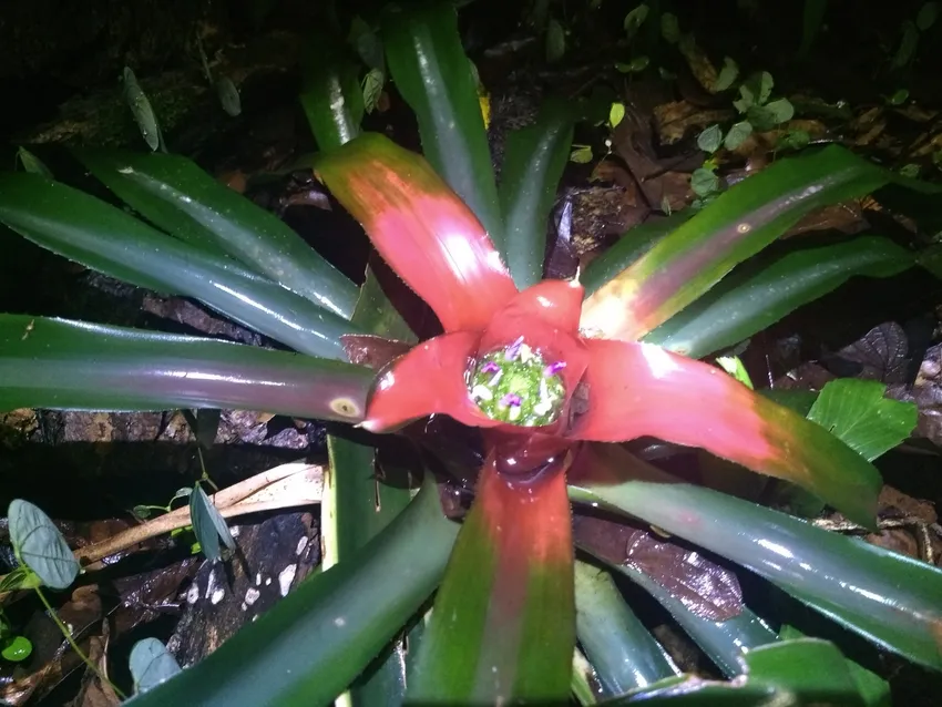 neoregelia carolinae plant showing characteristic features