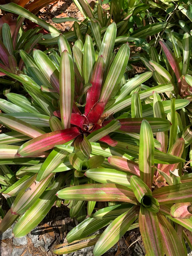 neoregelia carolinae plant showing characteristic features