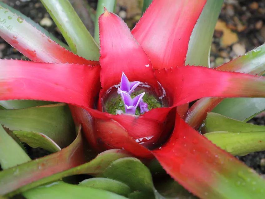 neoregelia carolinae plant showing characteristic features