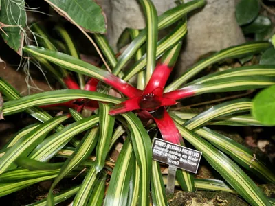 thumbnail neoregelia carolinae