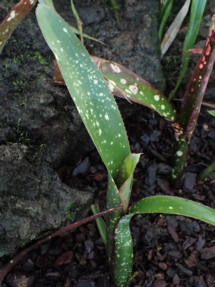 neoregelia chlorosticta plant showing characteristic features
