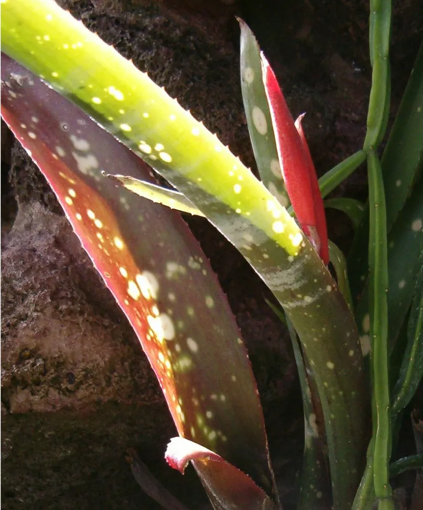 neoregelia chlorosticta plant showing characteristic features