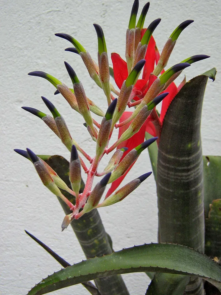neoregelia chlorosticta plant showing characteristic features