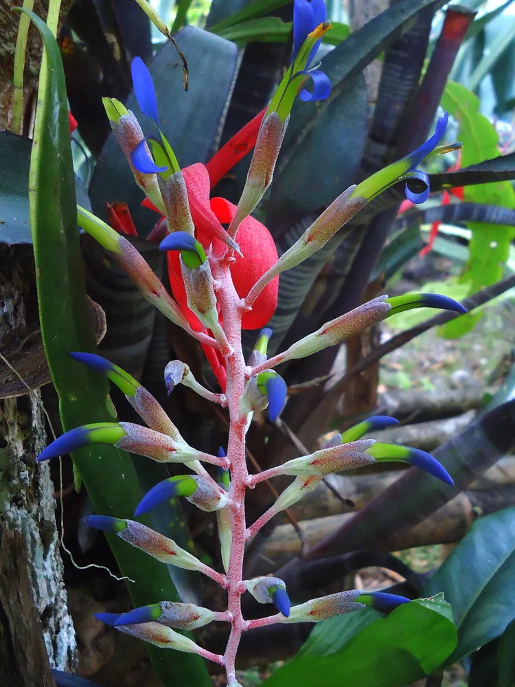 neoregelia chlorosticta plant showing characteristic features