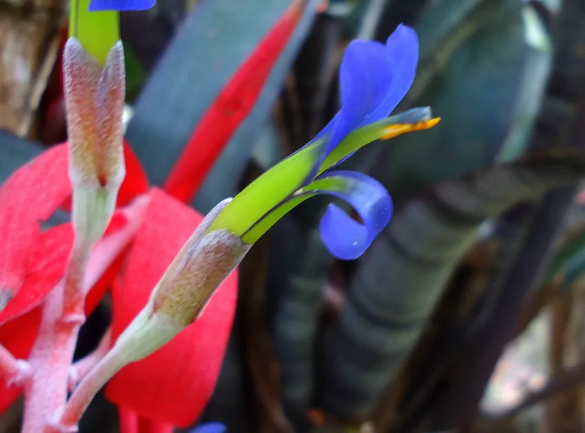 neoregelia chlorosticta plant showing characteristic features
