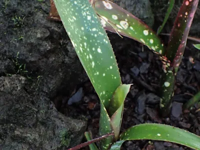 thumbnail neoregelia chlorosticta