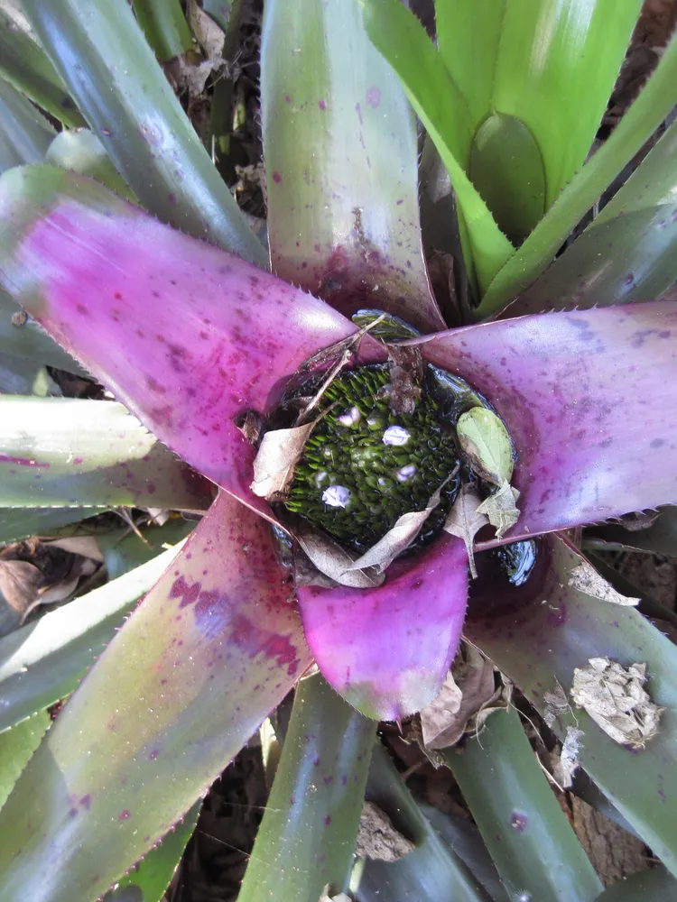 neoregelia concentrica plant showing characteristic features